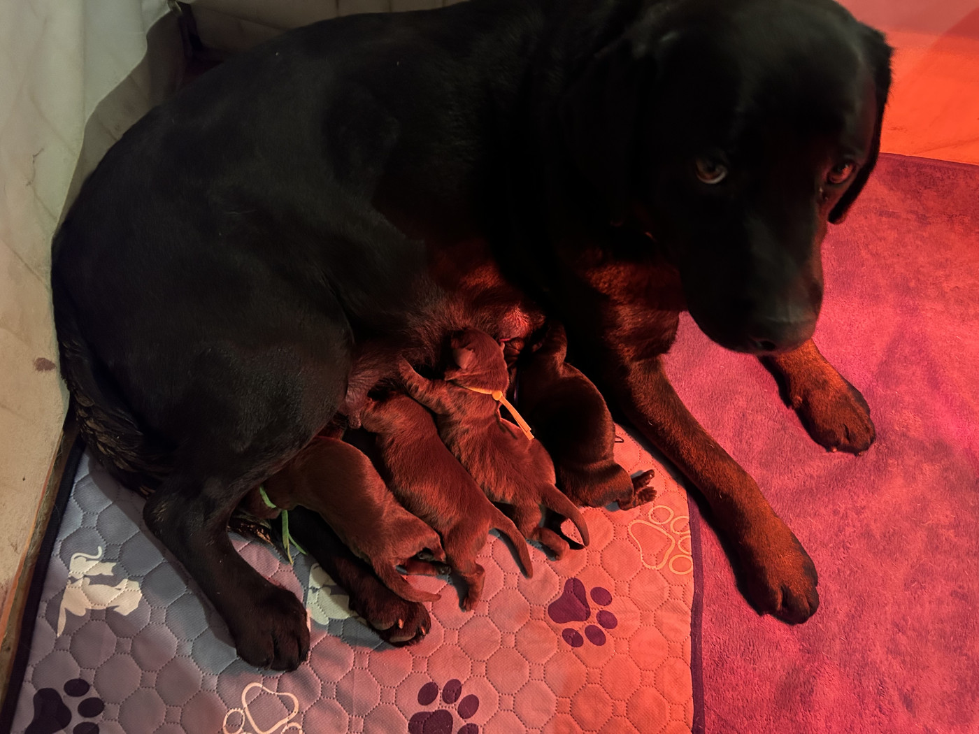 Elevage Les Vieras - Labrador Retriever - Portée née le 24/02/2026