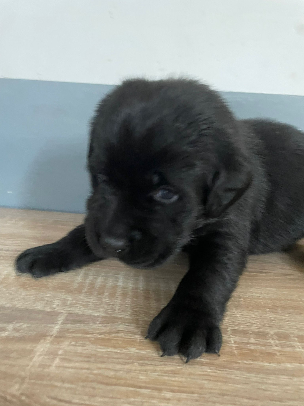 Elevage Les Vieras - Chiots disponibles - Labrador Retriever